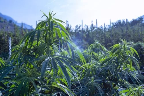 L'évolution de la légalité du cannabis CBD 1 naturalpes evolution legislation cbd mid 1 500x333 1 jpg