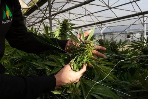 Le CBD en Suisse 2 7c2a1148 500x333 1 jpg