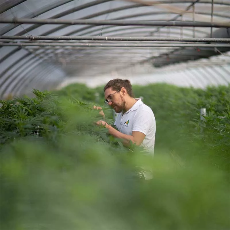 Pourquoi acheter du CBD suisse ? 4 naturalpes production cbd jpg