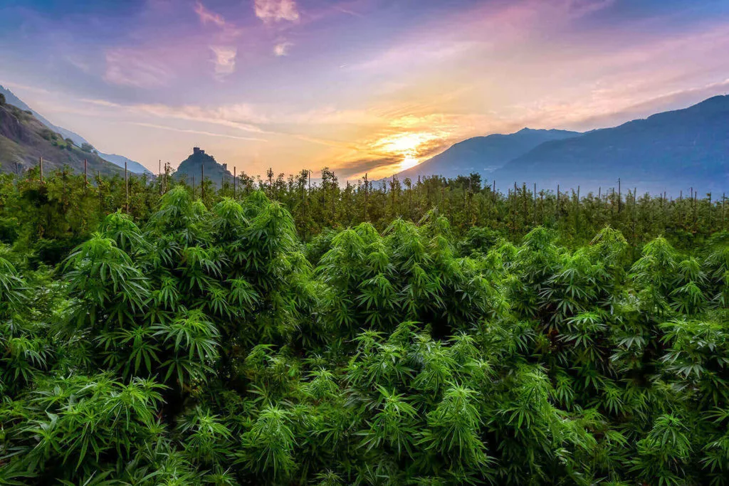 Pourquoi acheter du CBD suisse ? 3 pourquoi acheter cbd suisse2 1024x683 1 jpg