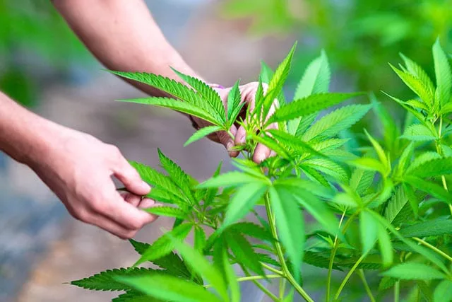 CBD Shop : où acheter du cannabidiol de qualité ? 1 quest ce que le cannabidiol jpg