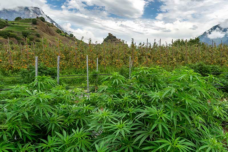 CBD Shop : où acheter du cannabidiol de qualité ? 3 cbd naturalpes