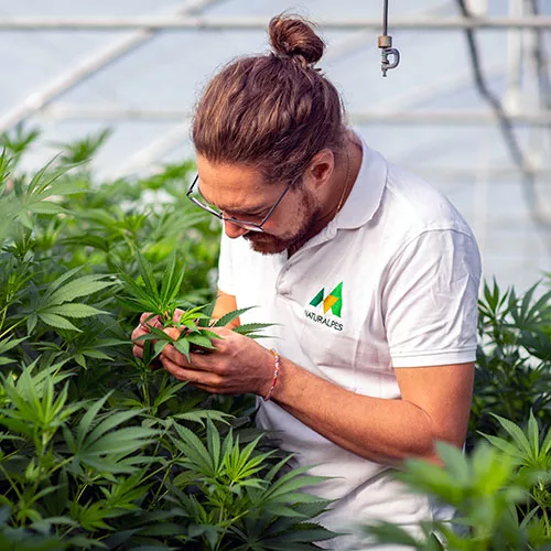 CBD Shop : où acheter du cannabidiol de qualité ? 7 cbd suisse jpg