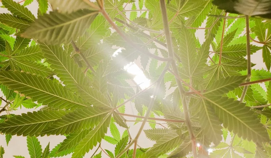 Les produits CBD sans THC pour répondre à des besoins précis 1 nature cut min 1024x597 1 jpg