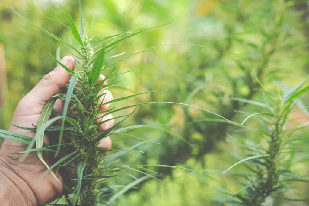 La commercialisation des fleurs de CBD devient officiellement légale en France 1 farmers hold marijuana cannabis trees on their farms 1024x683 1 jpg