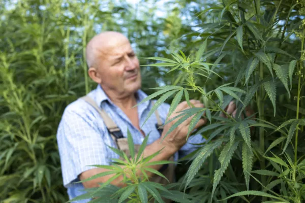 Agronomist checking quality of cannabis or hemp leaves in the field.