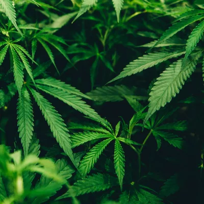 cannabis cbd fleurs suisse naturalpes