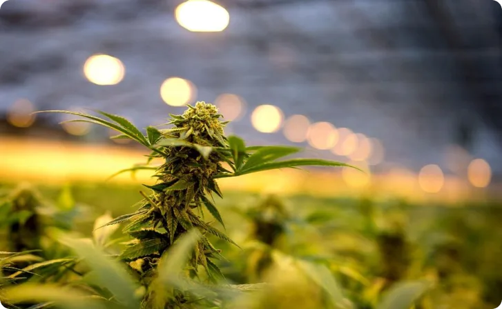 Plant de CBD
