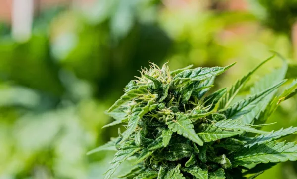 Les Fleurs CBD Bio : guide complet pour un bien-être naturel