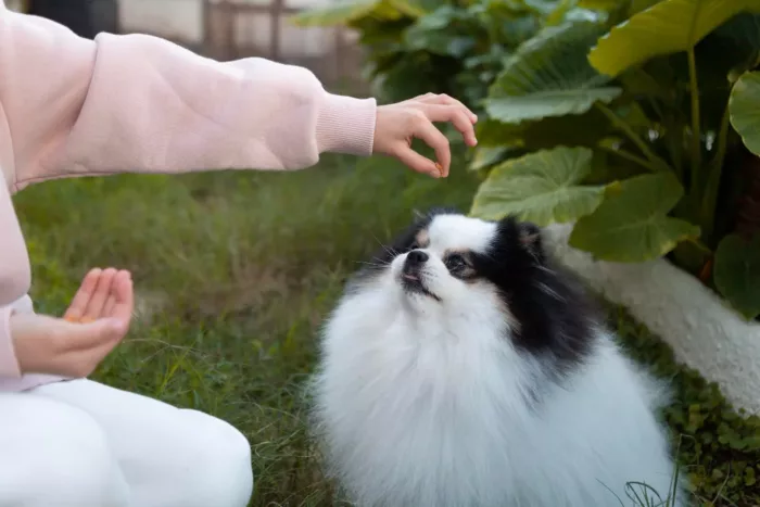produits cannabidiol chiens